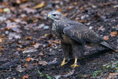 Portrait of a Common Buzzard in the forestの写真素材