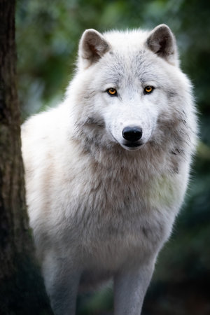 Portrait of an artic wolf in the forestの写真素材