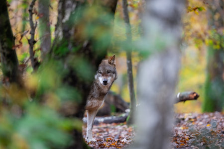 Portrait of a gray wolf in the forest