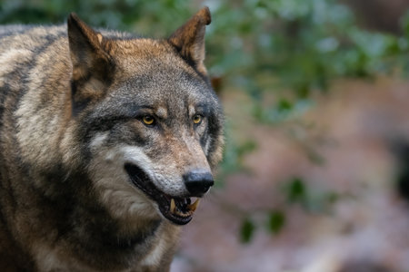 Portrait of a gray wolf in the forestの写真素材