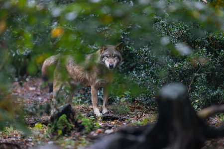 Portrait of a gray wolf in the forest