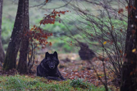 A black wolf in the forestの写真素材