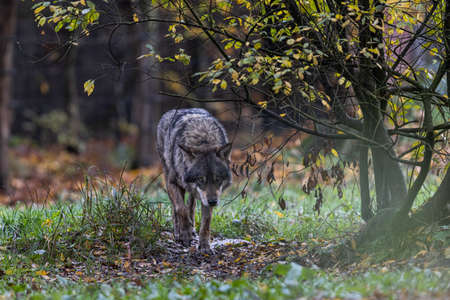 A gray wolf in the forest
