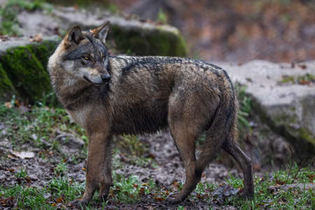 A gray wolf in the forestの写真素材