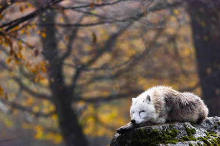 Arctic wolf resting in a forest