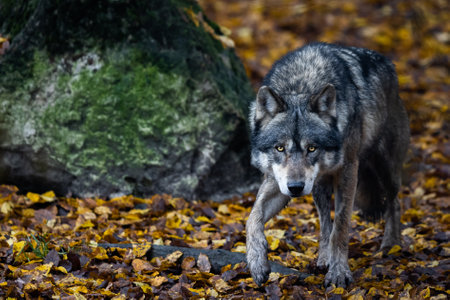 A gray wolf in the forestの写真素材