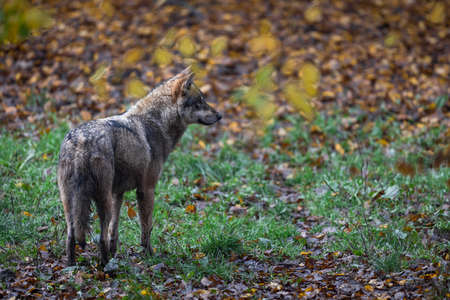 A gray wolf in the forest