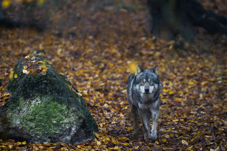 A gray wolf in the forestの写真素材