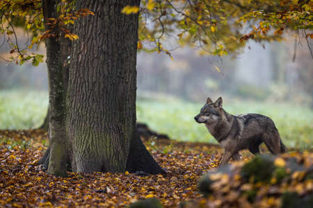 A gray wolf in the forestの写真素材