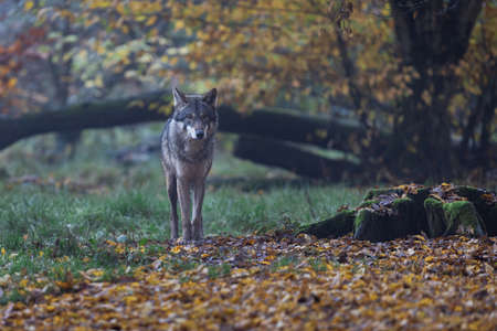 A gray wolf in the forestの写真素材