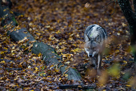 A gray wolf in the forest