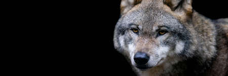Template of a gray wolf with a black backgroundの写真素材