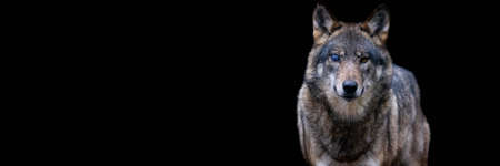Template of a gray wolf with a black background