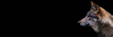 Template of a gray wolf with a black background