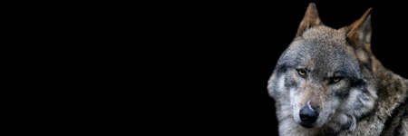 Template of a gray wolf with a black backgroundの写真素材
