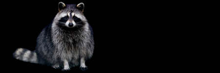 Template of a raccoon with a black backgroundの写真素材