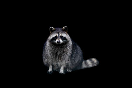 Portrait of a gray wolf in the forestの写真素材