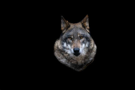 Portrait of a gray wolf in the forestの写真素材