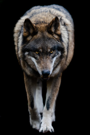 Portrait of a gray wolf in the forestの写真素材