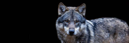 Template of a gray wolf with a black background