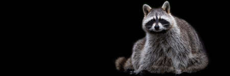 Template of a raccoon with a black backgroundの写真素材