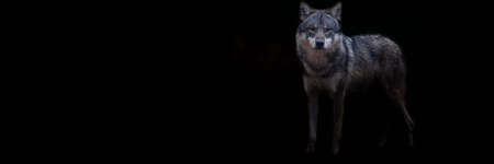 Template of a artic wolf with a black backgroundの写真素材