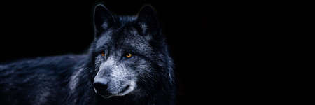 Template of a artic wolf with a black backgroundの写真素材