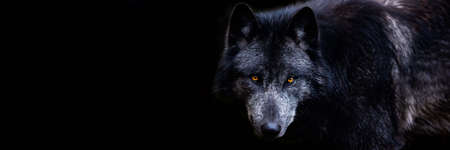 Template of a artic wolf with a black backgroundの写真素材