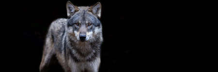 Template of a artic wolf with a black background