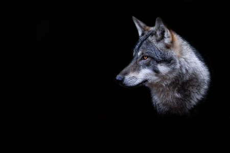 Black wolf with a black background