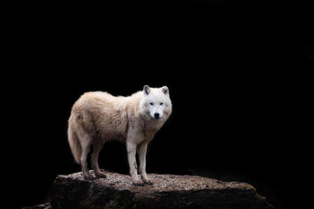 Black wolf with a black background