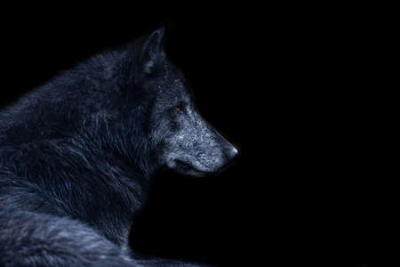 Red fox with a black background