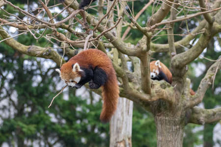 Red panda playing in the treeの写真素材