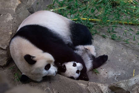 Portrait of a snow leopard with a black backgroundの写真素材