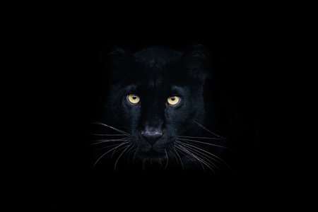 Tiger with a black background
