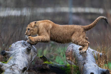 Tiger with a black backgroundの写真素材