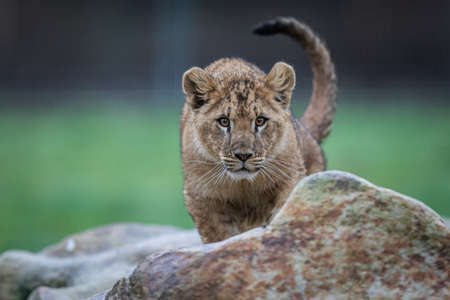 Tiger with a black backgroundの写真素材
