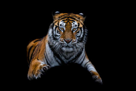Tiger with a black backgroundの写真素材