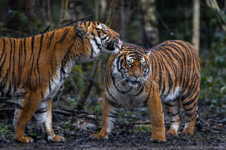 Tiger with a black backgroundの写真素材