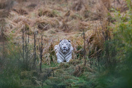 White tiger resting in the meadow