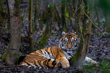 leopard with a black backgroundの写真素材