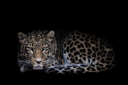 leopard with a black background