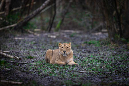 leopard with a black backgroundの写真素材