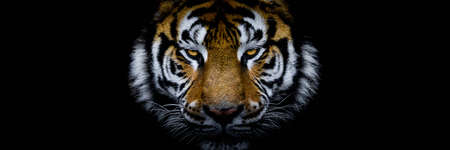 leopard with a black background
