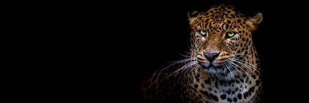 leopard with a black backgroundの写真素材