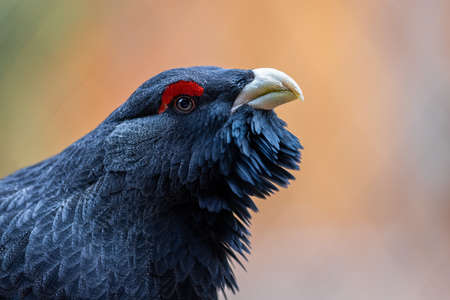 Portrait of a griffin vulture in the moutain