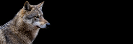 Template of a gray wolf with a black background
