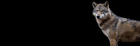 Template of a gray wolf with a black backgroundの写真素材