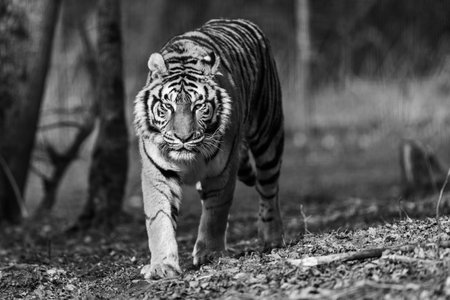 Portrait of a leopard in the forest