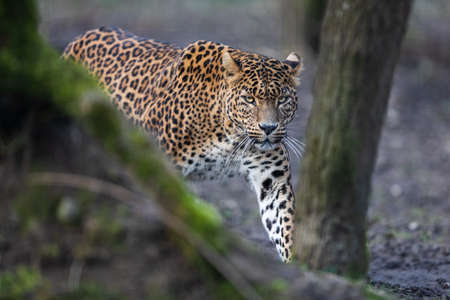 Portrait of a tiger in the forestの写真素材